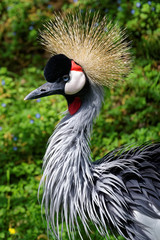 Grey crowned crane