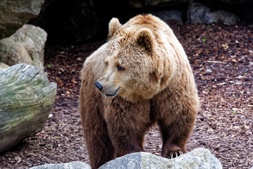 Obraz premium Brown bear