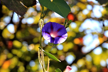 summer riot of flowers