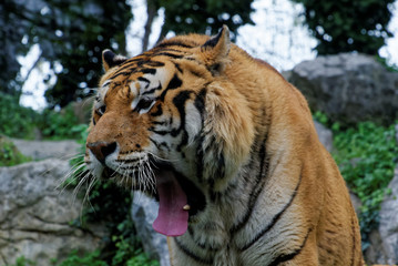 Siberian tiger