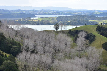 Fototapeta na wymiar Countryside of Mahurangi Harbour in New Zealand showing green meadows and leafless trees in late winter.