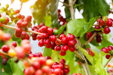 Coffee beans ripening on tree in North of thailand