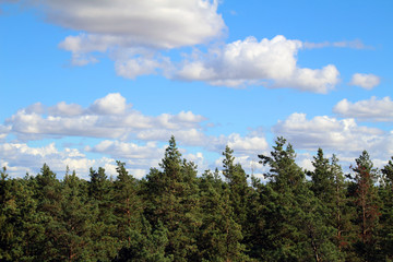 Pine tree and cloudy sky