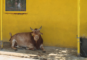 cow on yard