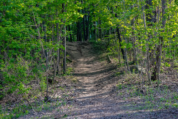 Looking at a pathway leading into a forest up a hill in spring.