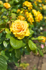 yellow rose