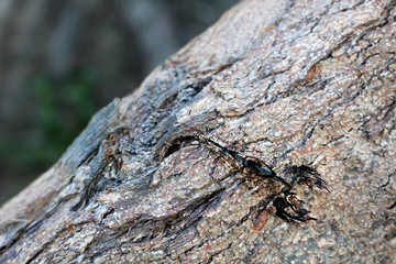 Dragonfly with beautiful wings on the tree.