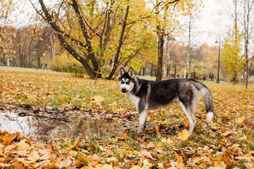 Funny dog husky walking outdoor in the autumn park