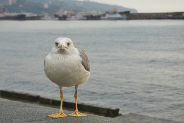 seagull on the pier