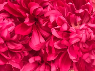 Pattern of pink Dendranthemum grandifflora background