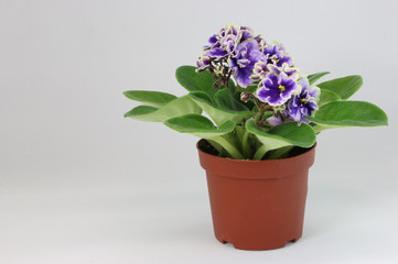 セントポーリア　紫花　アフリカスミレ　イワタバコ　室内花