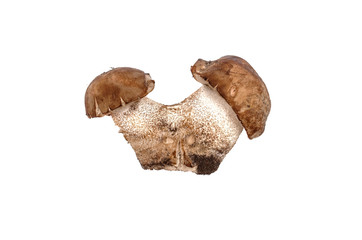 Brown cap boletus leccinum scabrum isolated on white background.