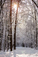 Picturesque picture of snowy trees in woods