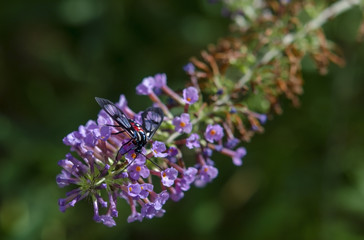 butterfly on a flower
