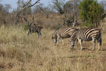Fototapeta na wymiar Zebras im Kruger-Nationalpark in Südafrika