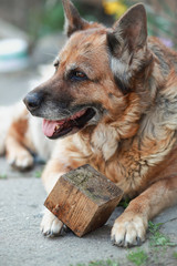 beautiful german shepherd dog