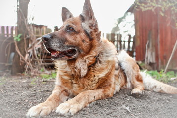 beautiful german shepherd dog