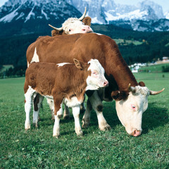 KÜHE