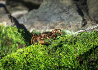 sea crab sits on a rock with green algae