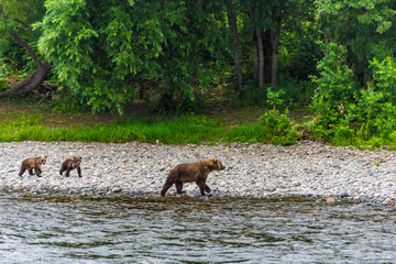 Bären in Kamtschatka