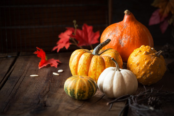 Autumnal composition for Thanksgiving Day with variety of pumpkins on dark rustic wooden background