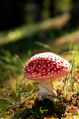 Amanita Muscaria nel bosco