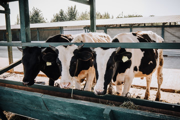 beautiful domestic cows eating in barn at farm