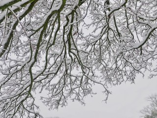 Snow Laden Branches 