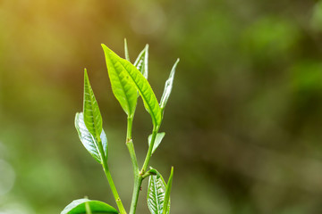 closeup fresh green tea leaves.
