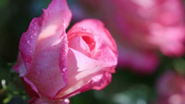 Pink rose with water drops isolated on blur background.