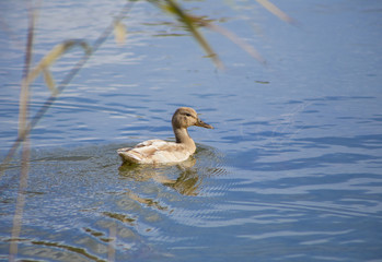 Wild bird female different light beige mallard duck swimming in lake outdoors in autumn. Color is rarer than other mallard ducks.