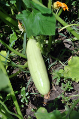 Zucchini plant growing in black earth, leaves and zucchini, top view