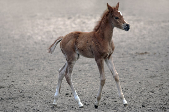 foal of an Arabian horse