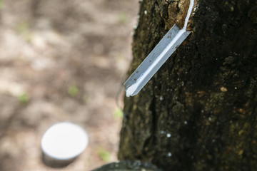 Natural rubber latex trapped from rubber tree in Thailand.