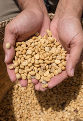 Coffee beans. On a wooden background rotation