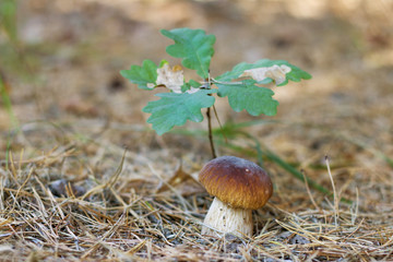 cep mushroom under oak tree