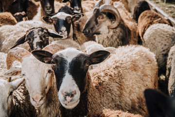 close up portrait of adorable brown sheep grazing in corral at farm