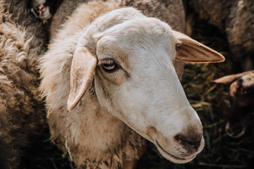 portrait of adorable brown sheep grazing at farm