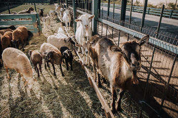 herd of sheep and goats standing near fence in corral at farm