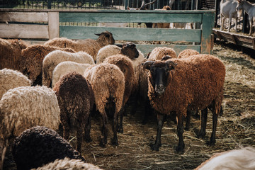 herd of brown sheep grazing in corral at farm