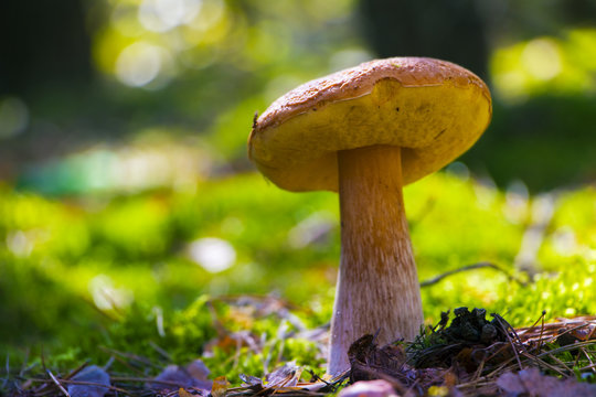 large summer cep mushroom