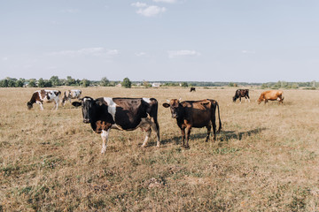rural scene with domestic cows grazing on meadow in countryside