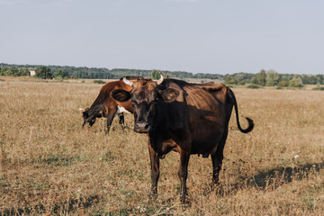 rural scene with cows grazing in meadow