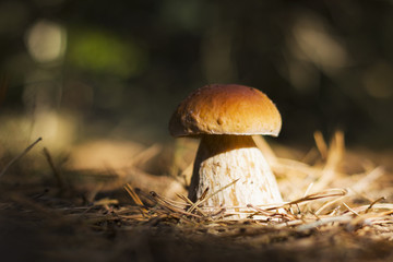 mushroom in sun rays wood