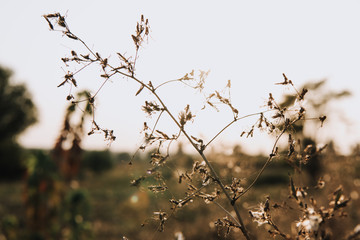 selective focus of rural plant on blurred background