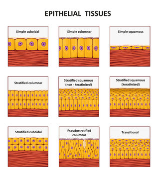 Different types of epithelial tissue collection.