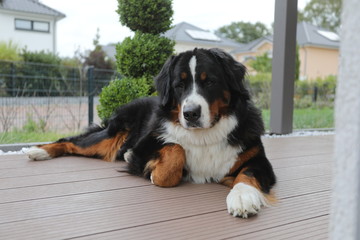 Berner Sennenhund im freien