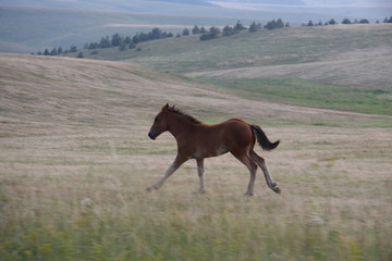 Wilde hors running