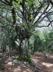 A wide angle photo of a big tree covered with moss in the Piedrafita de Jaca forest in the Aragonese Pyrenees