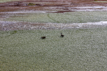 Puna Teal in Atacama Desert, Chile